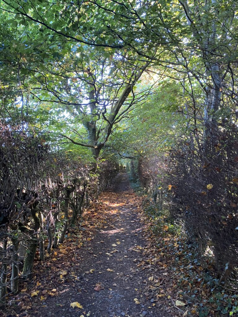 Enclosed section of trail, trees and shrubs forming a tunnel.